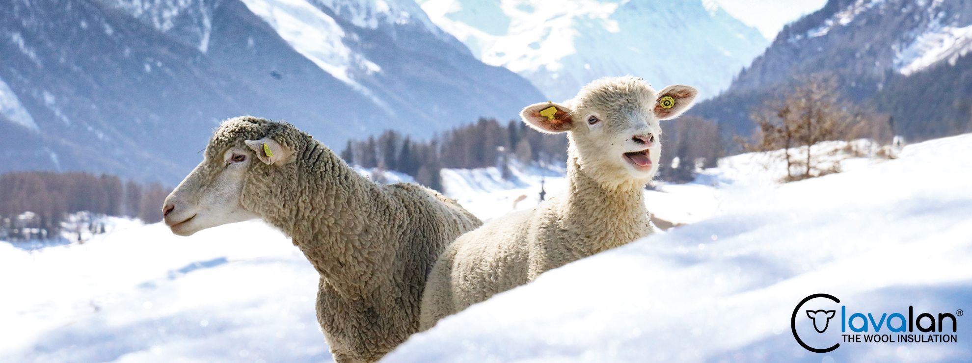 lavalan® Wollwattierung